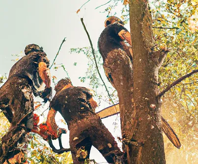 arborists